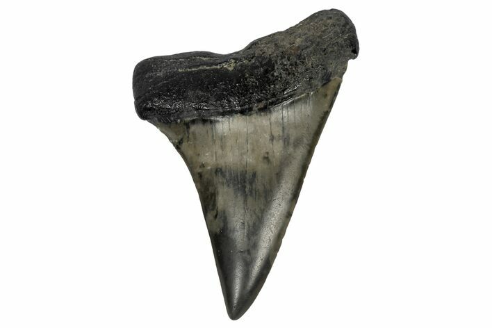 Fossil Broad-Toothed Mako Tooth - South Carolina #170423